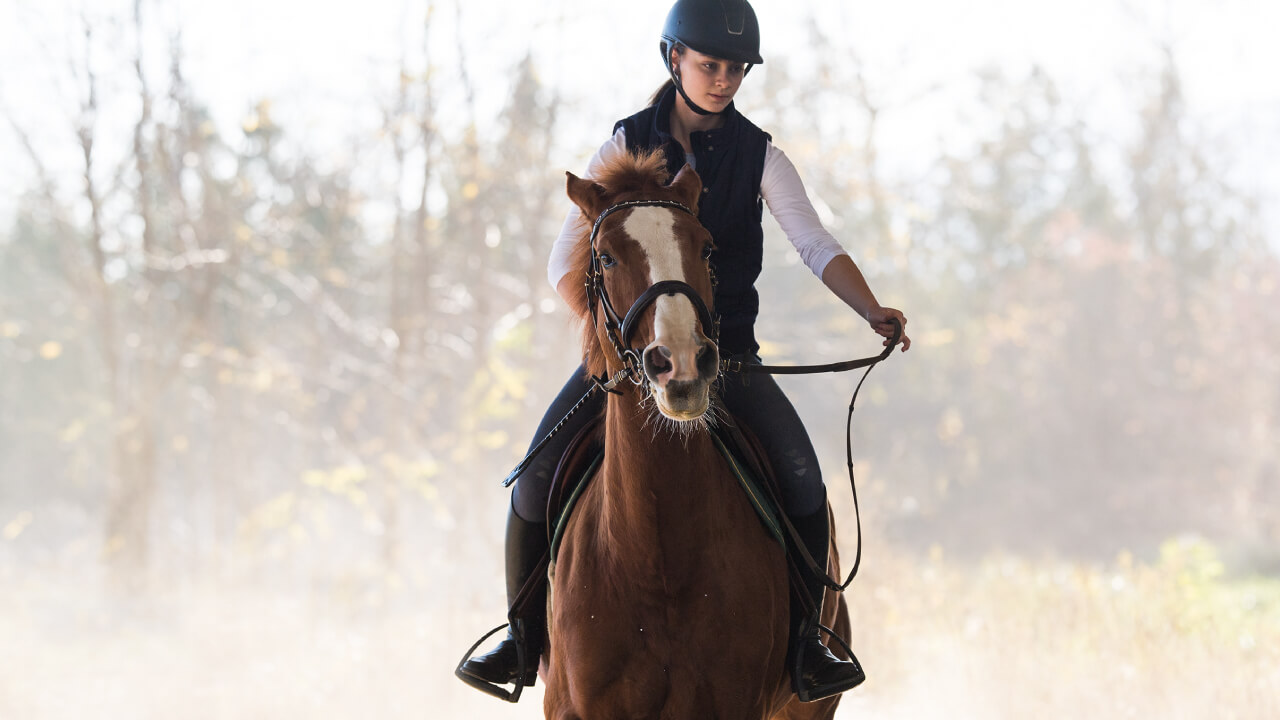 Mastering the Reins for Beginners