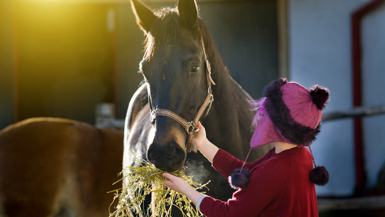 How do Olympic racehorses arrive in Japan? Amazing VIP treatment!