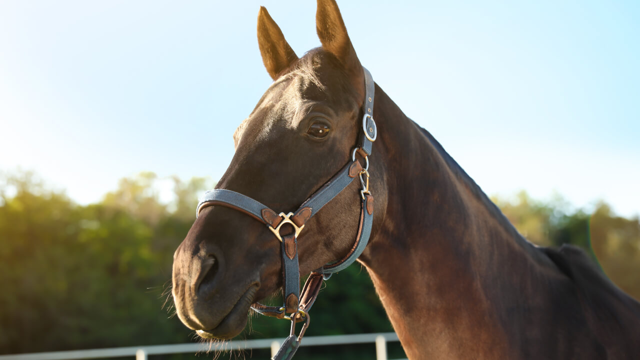 What to do if you almost fall from a horse