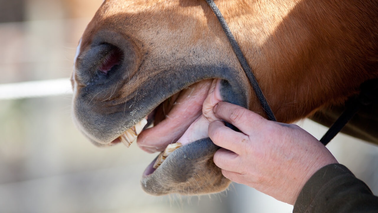 Why Horses Are Muscular Despite Being Grazers: Unique Features of Equine Anatomy