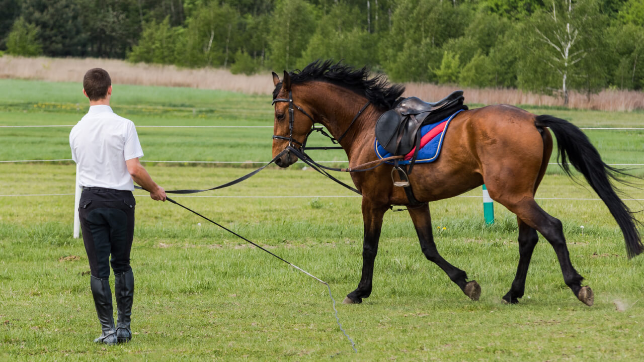 【Horse Riding Qualifications】How to Become a Horse Riding Instructor? Types, How to Obtain and Costs