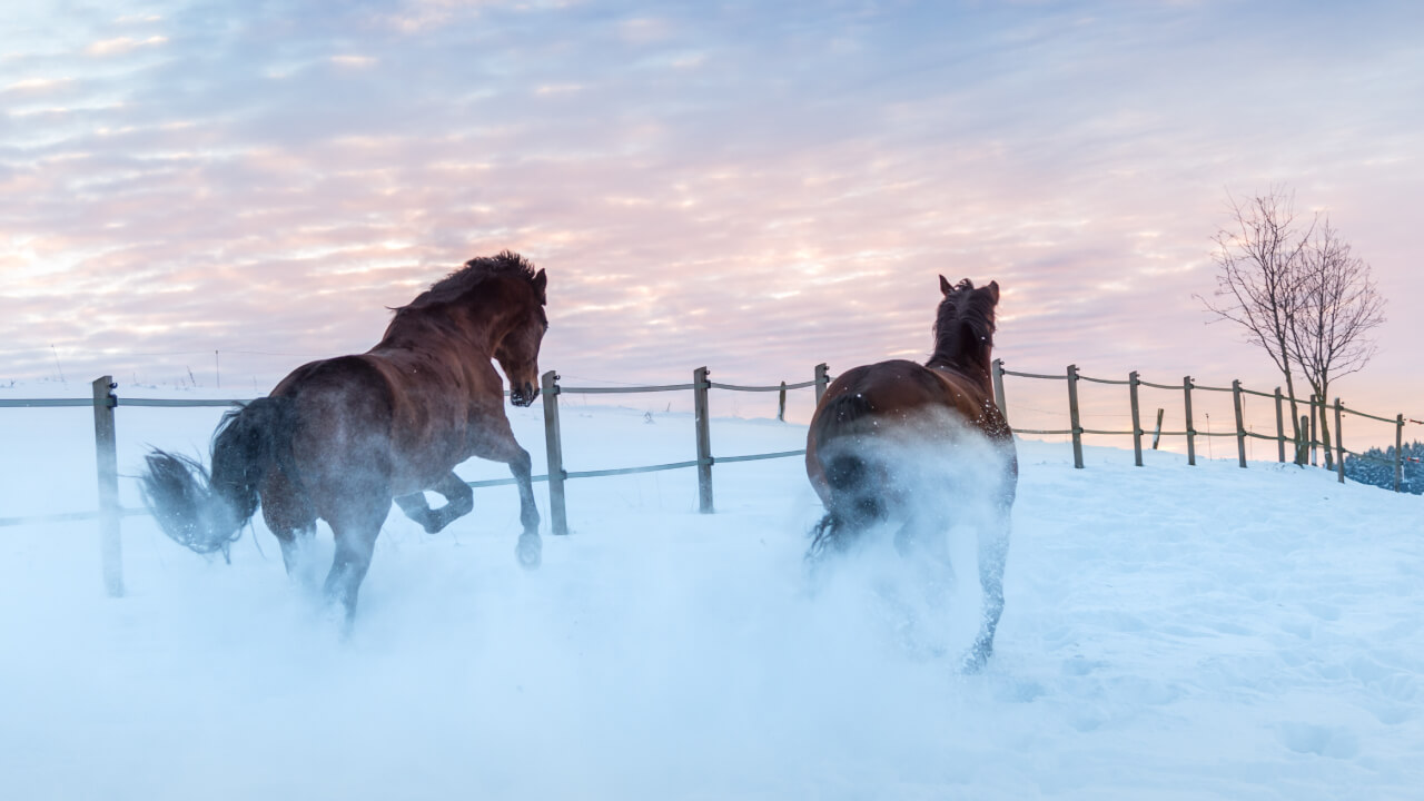 Winter Horse Care: Effective Cold Weather Horsekeeping Strategies