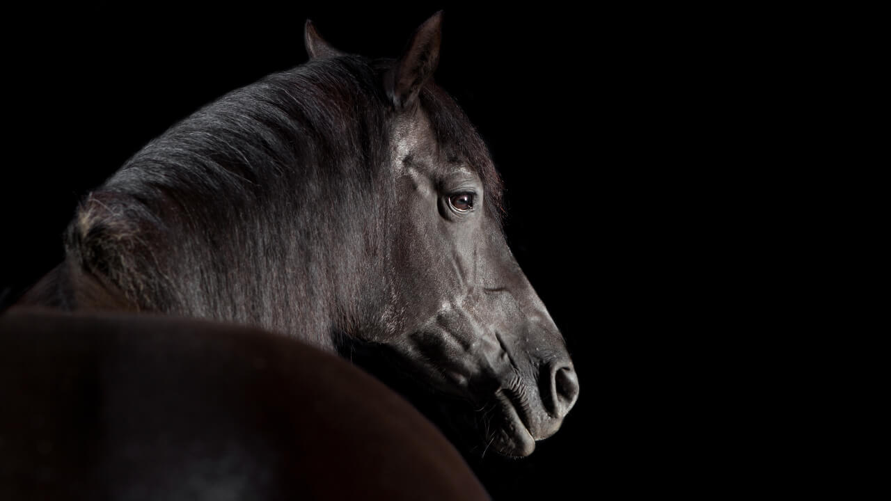 Are all horses celebrating birthdays on January 1?