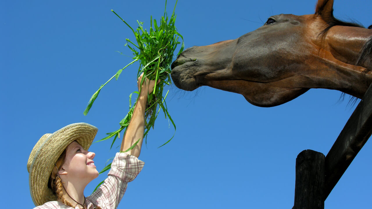 Accessible horseback riding experiences at riding clubs and tourist farms