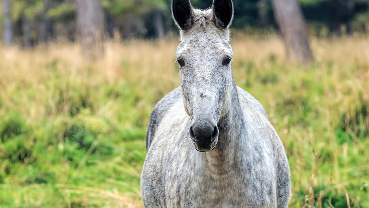 Surprising facts about horse coat colors and manes