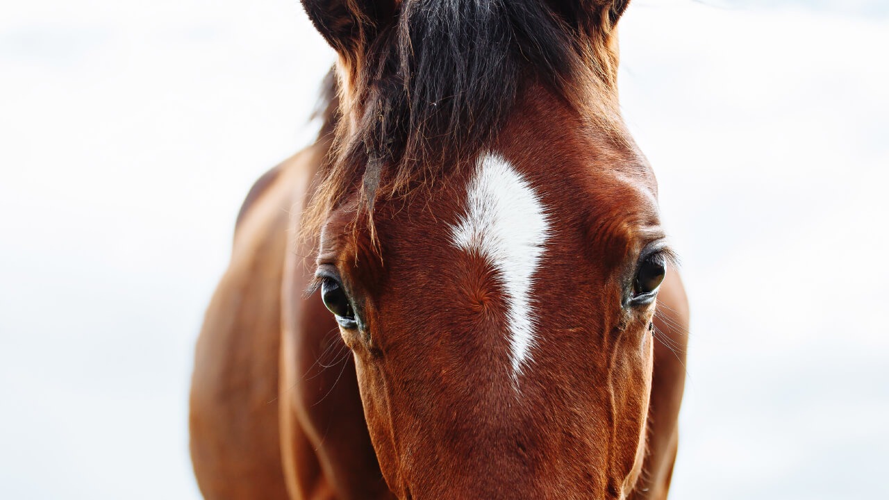 少なすぎ！サラブレッドの血統は遡るとたったの３種類！