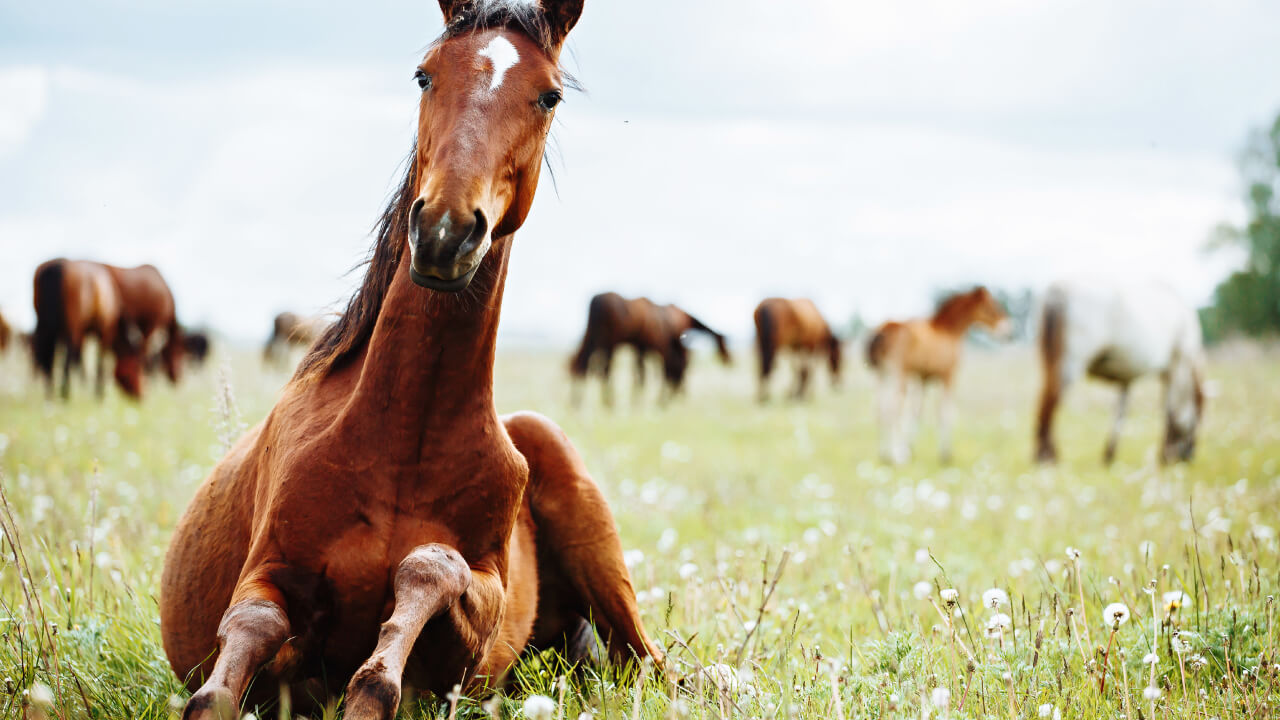 Explore horseback riding with fun experiences, even if just a little!