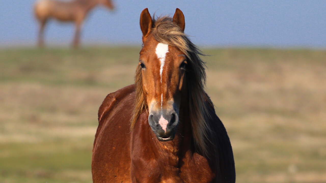 Enjoy horseback riding even in the rain
