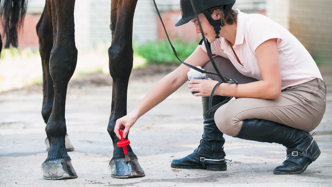 Horse diseases and injuries