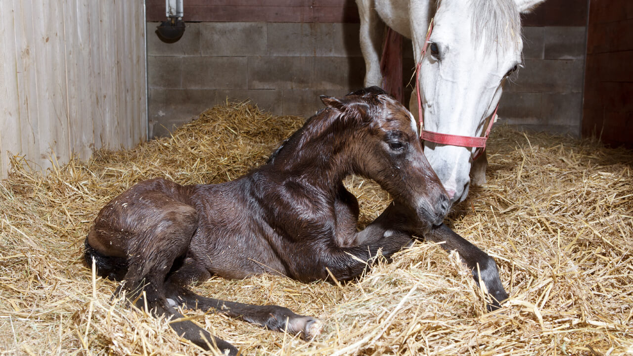 What happens during horse blood transfusion?