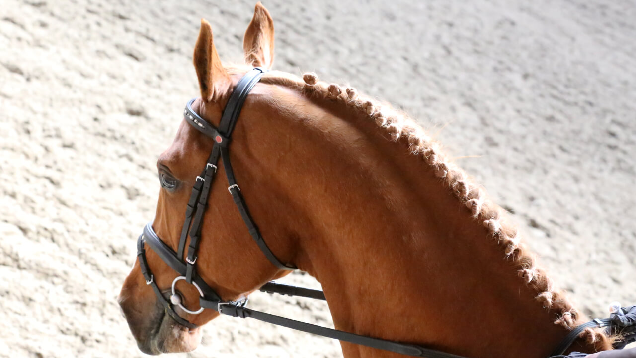 What Are Equestrian Competitions