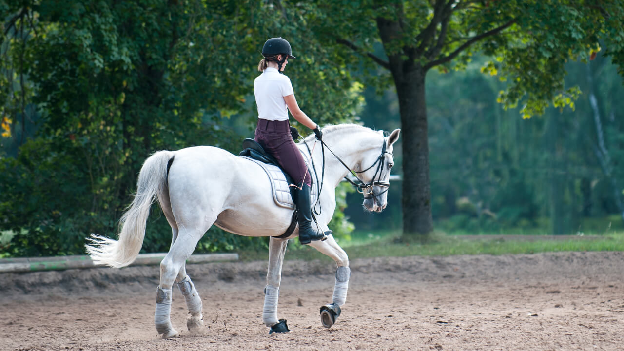 Practical Horse Riding License Grade 3