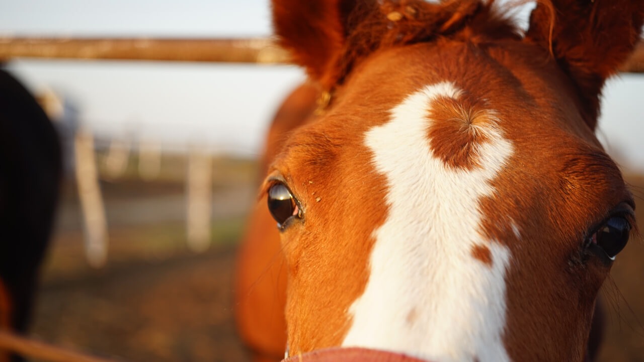 Do horses see differently from humans? What colors do they see?