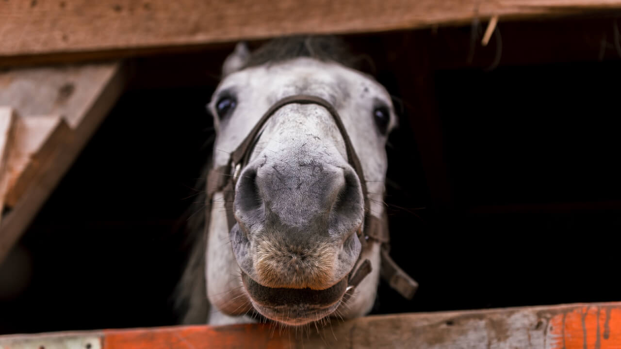 Can horseback riding truly heal? A guide for beginners!