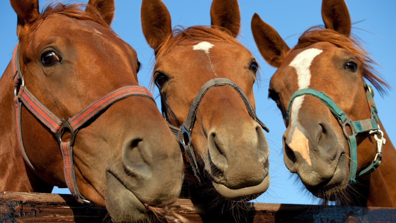 Understanding horse behaviors - timidity