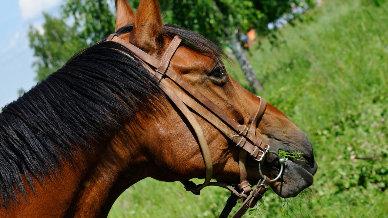 Are all horses celebrating birthdays on January 1?