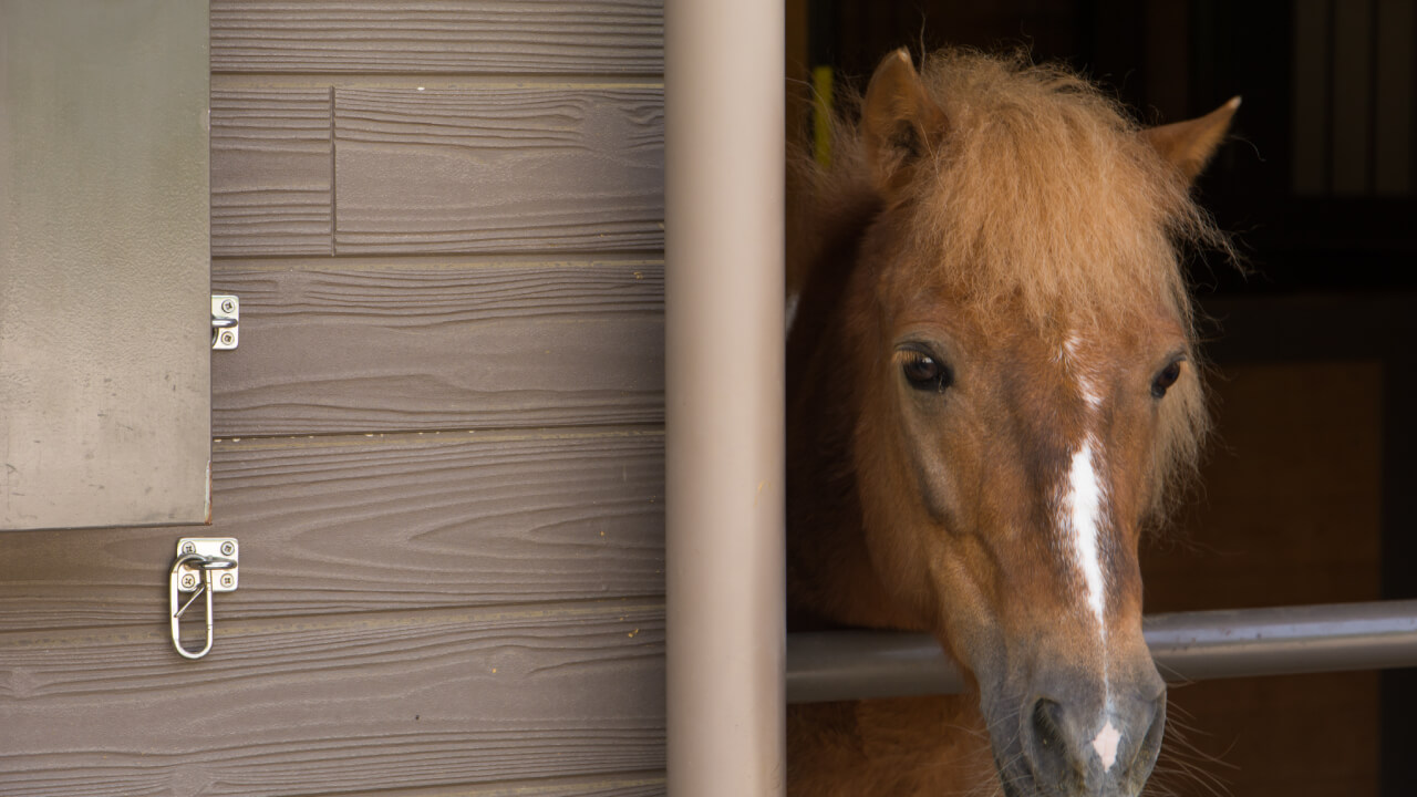 How do Olympic racehorses arrive in Japan? Amazing VIP treatment!