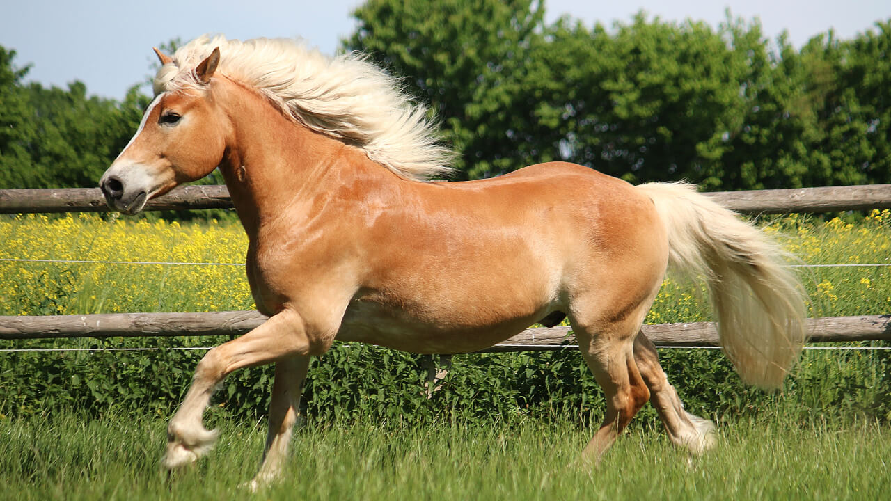Why Horses Are Muscular Despite Being Grazers: Unique Features of Equine Anatomy