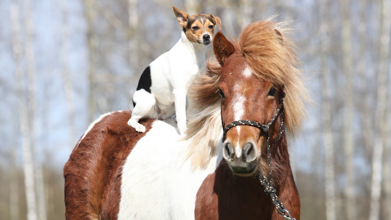 Worries for larger individuals: Can heavier people ride horses?