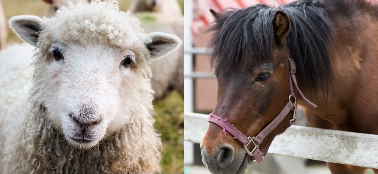 Differences and Identification of Even-Toed and Odd-Toed Ungulates