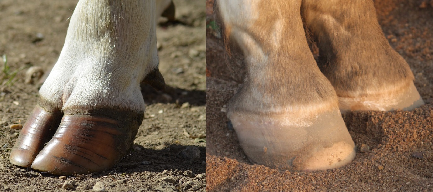 How to Differentiate Even-Toed and Odd-Toed Ungulates