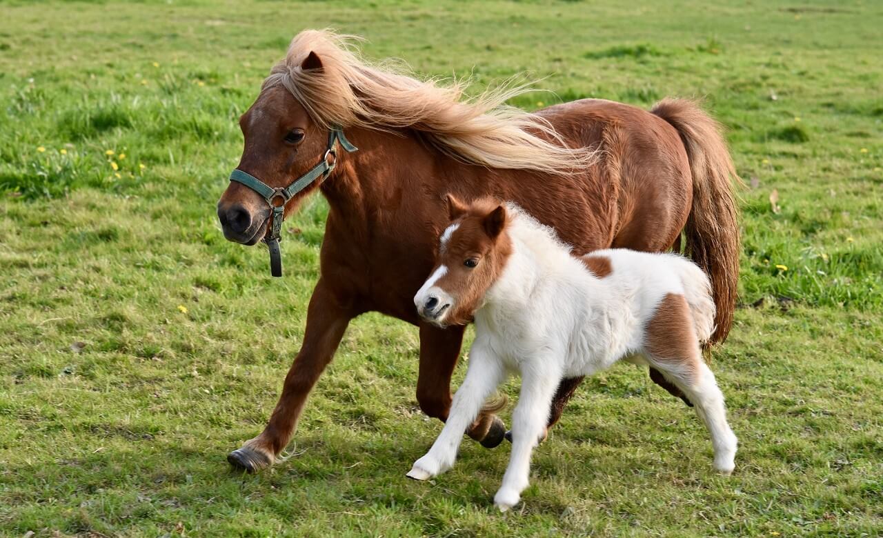 Fairy Tale Miniature Horse: The Adorable Falabella Breed