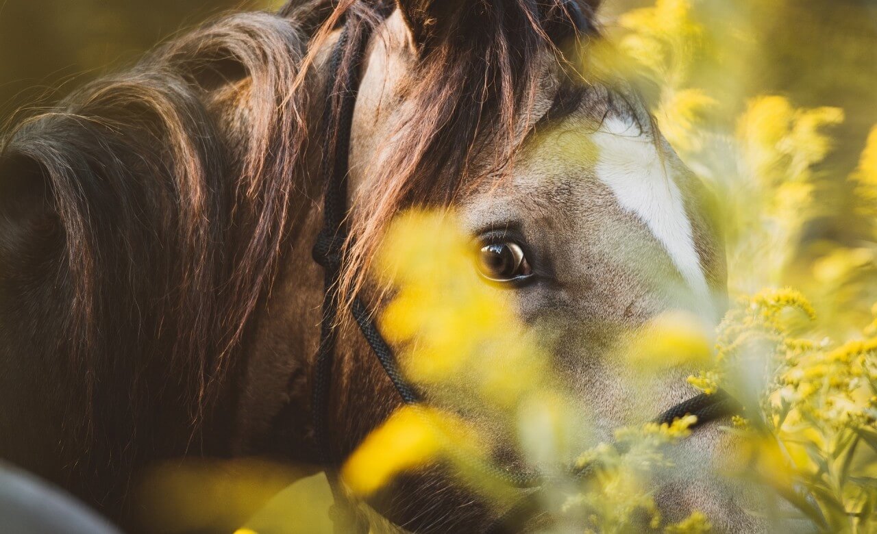 Surprising variety of horse blood types and transfusion possibilities