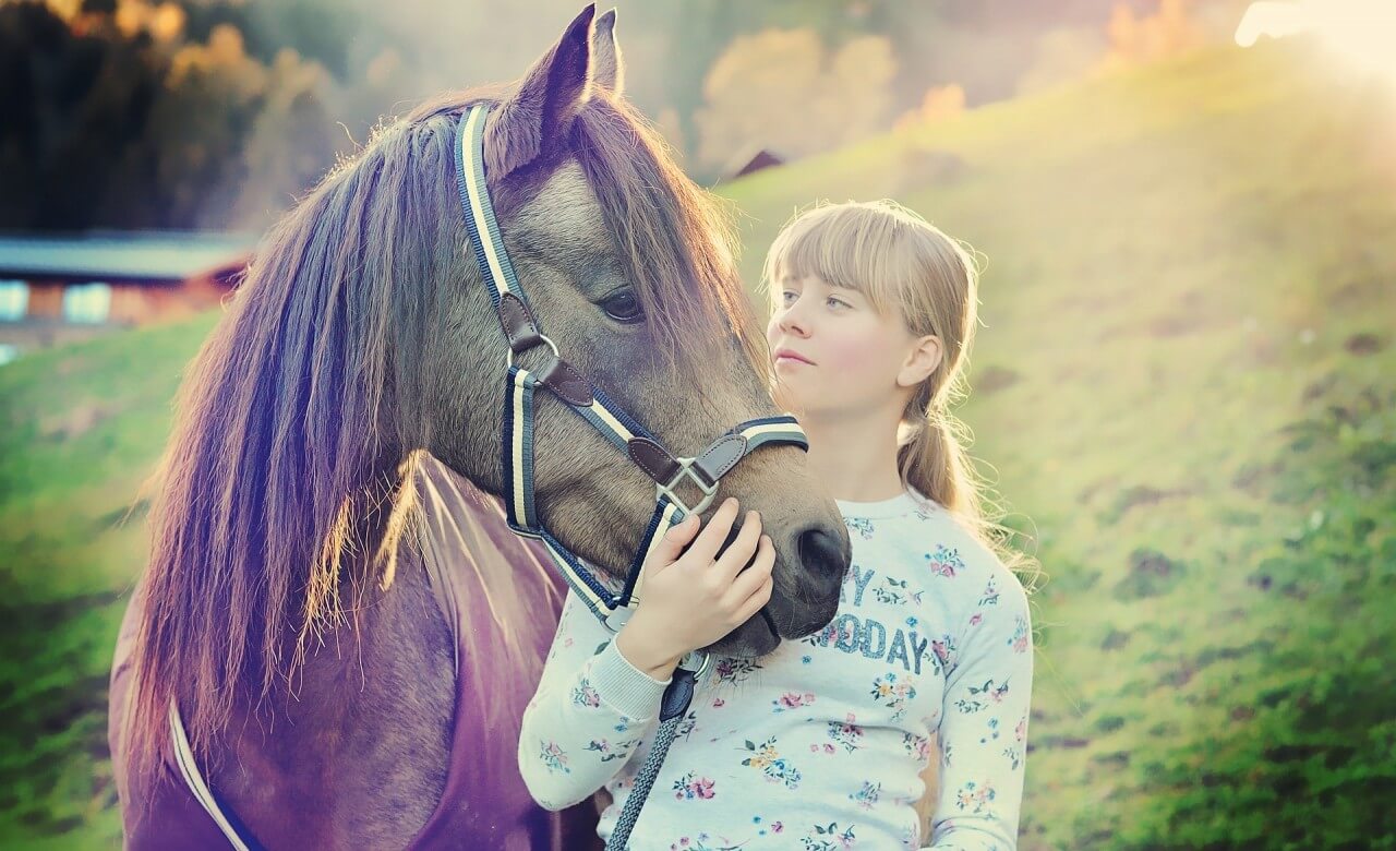 Horses relax and bond through massage