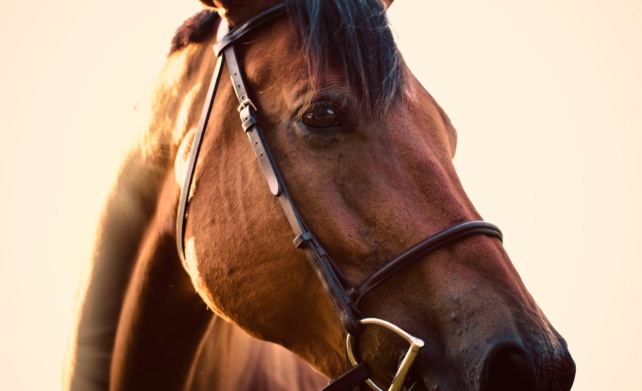 少なすぎ！サラブレッドの血統は遡るとたったの３種類！