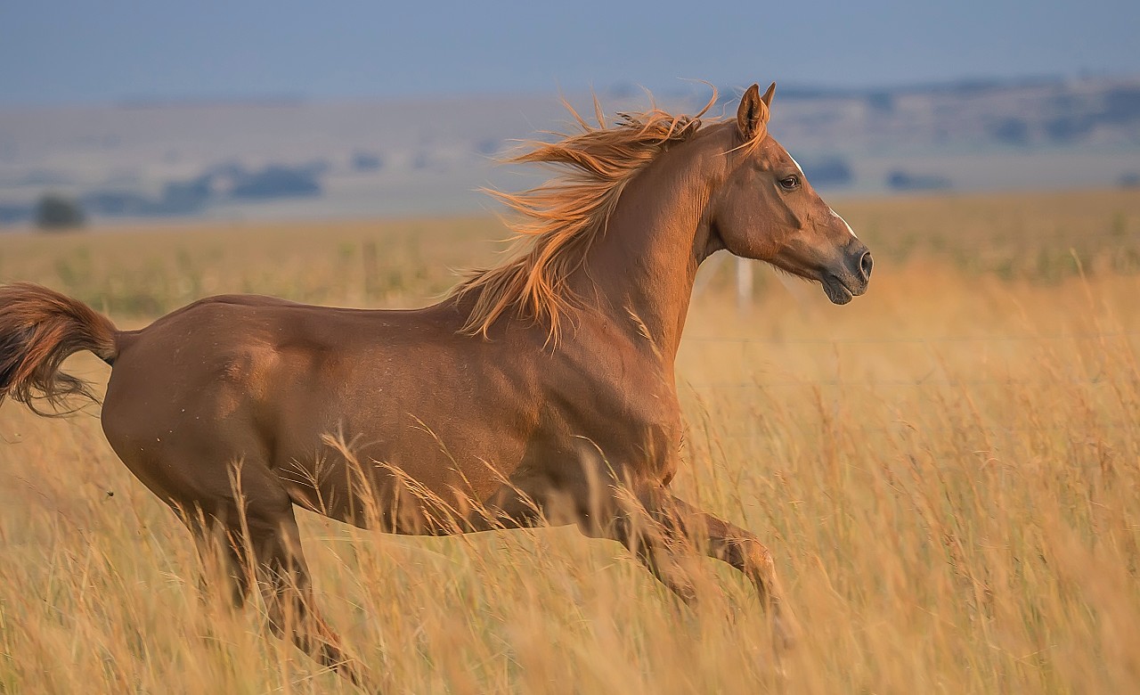 Precautions Against Horse Habits