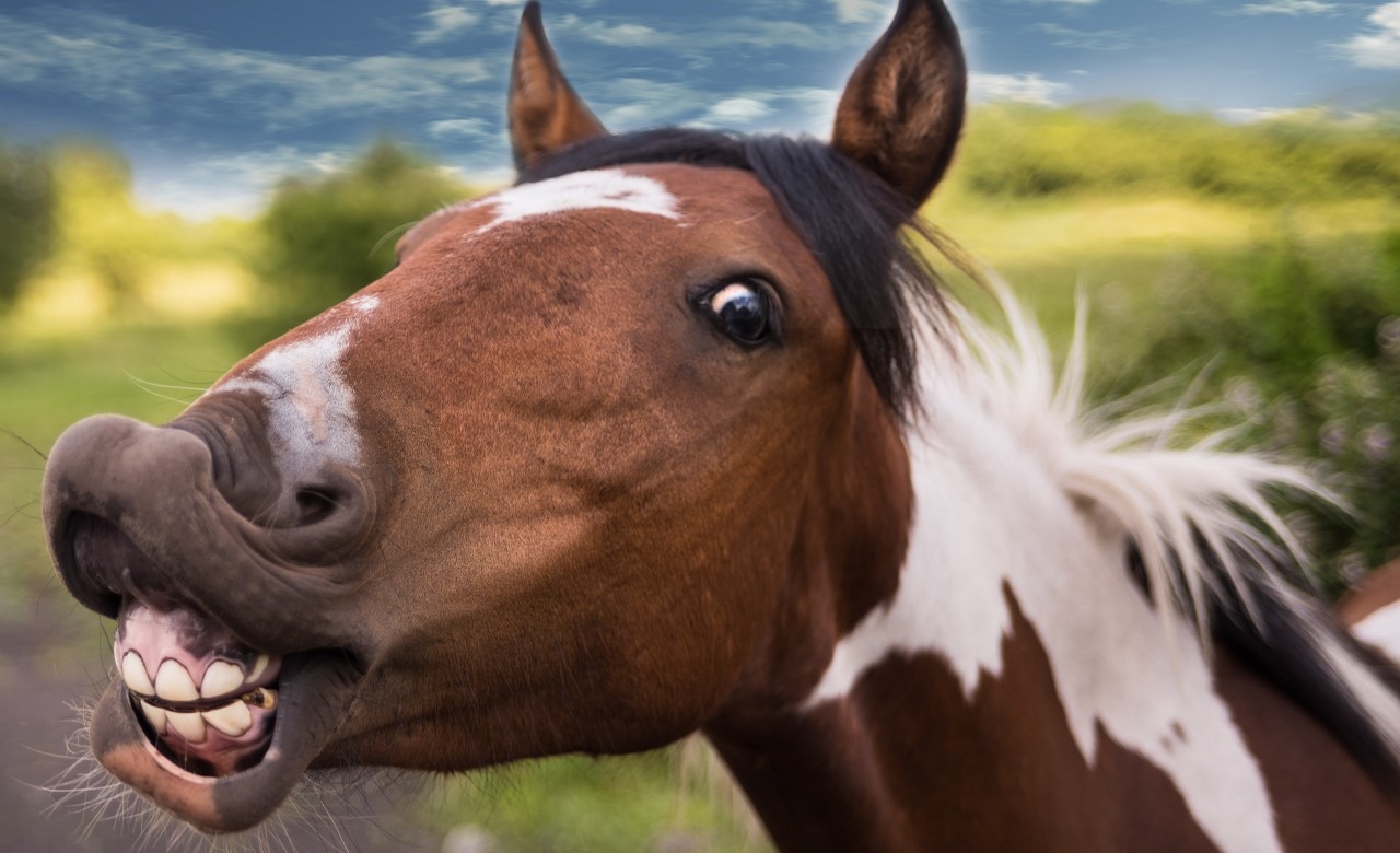 Understanding horse behaviors - ear signals