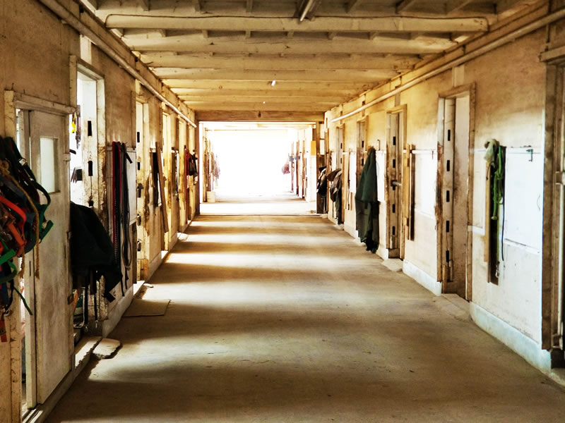 Understanding the Significance of Horse Manure