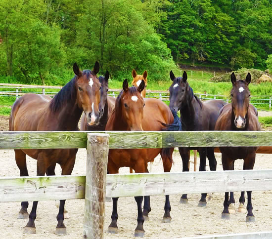 Comprehensive overview of horse riding licenses and rider qualifications for trail riding and competitions