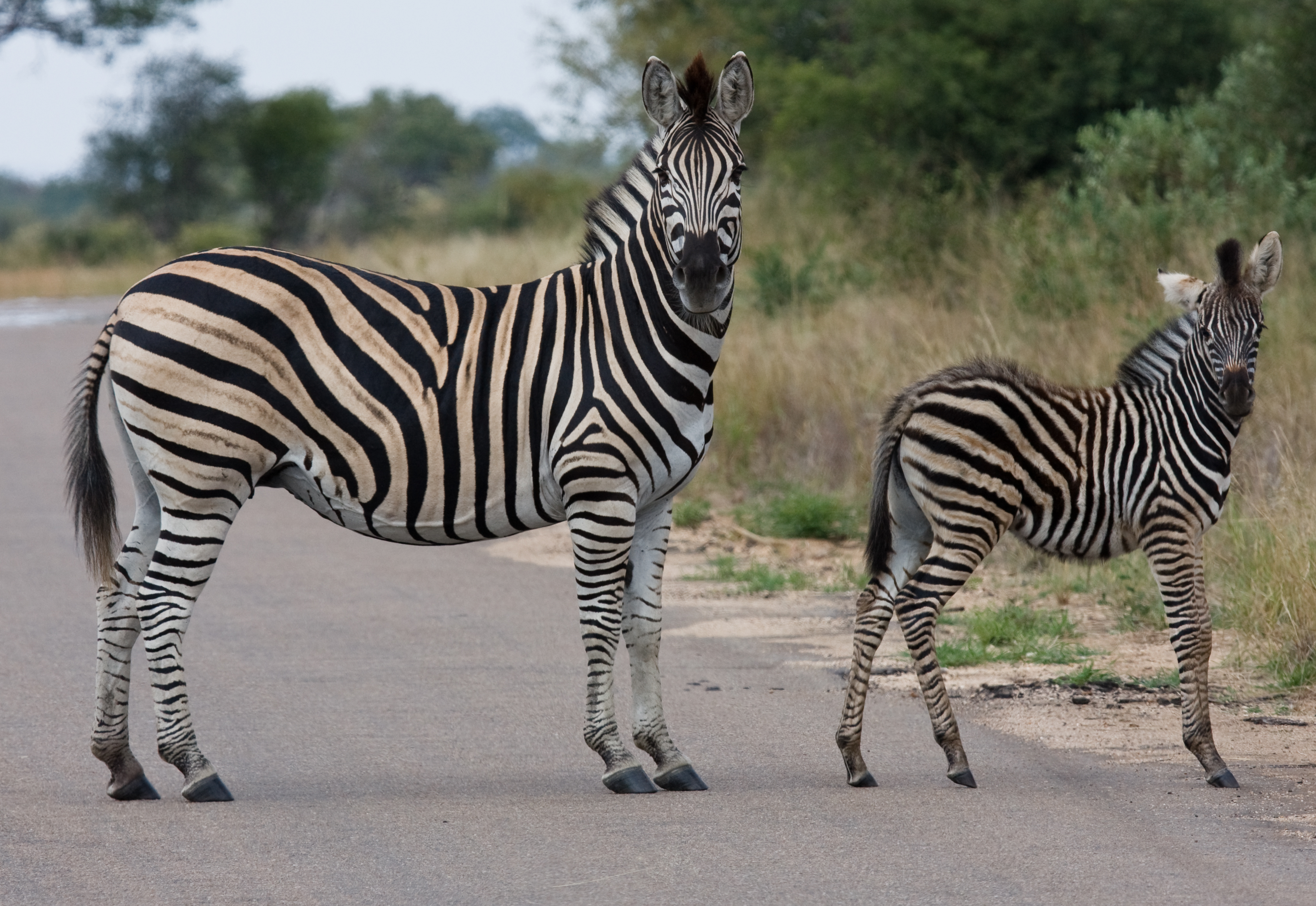 Surprising secrets of zebras: Can you ride them? Differences from regular horses