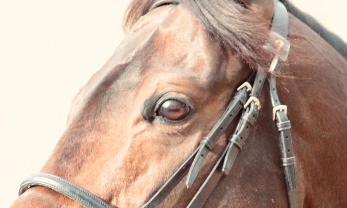 What kind of person is popular with horses?