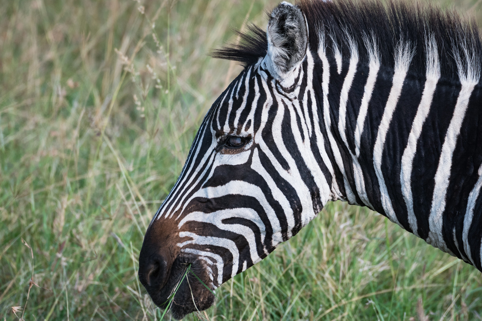 Surprising secrets of zebras: Can you ride them? Differences from regular horses