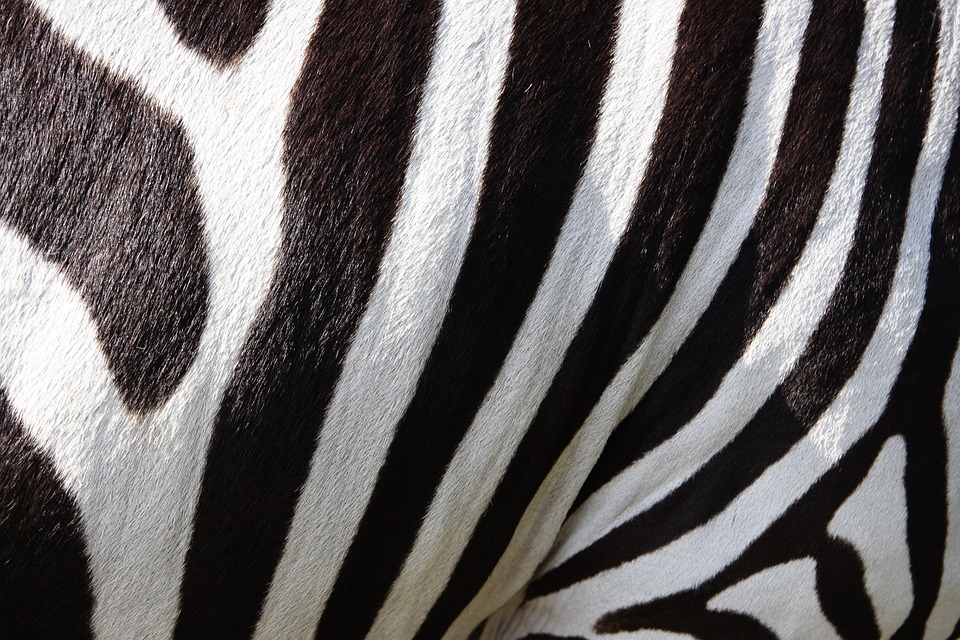 Surprising secrets of zebras: Can you ride them? Differences from regular horses