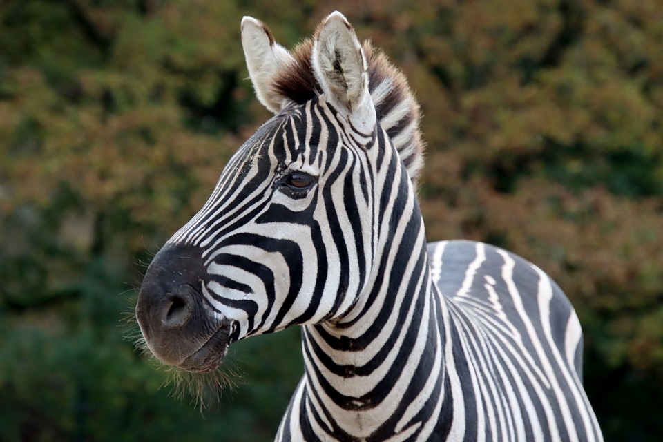 Surprising secrets of zebras: Can you ride them? Differences from regular horses