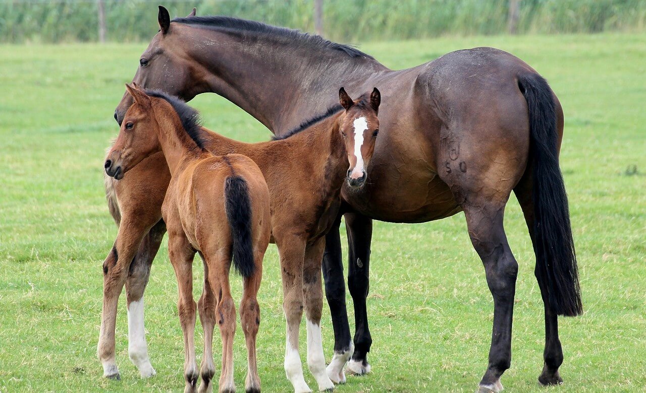 What kind of person is popular with horses?