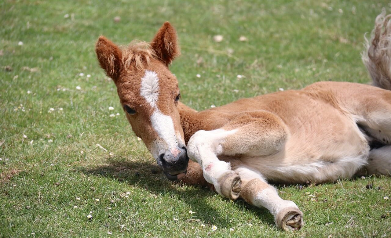 What kind of person is popular with horses?