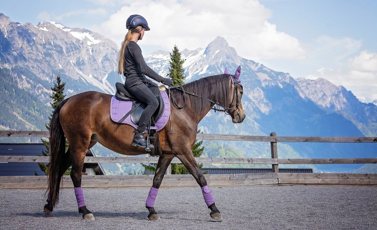 Basic horseback riding: How to communicate with your horse through leg aids