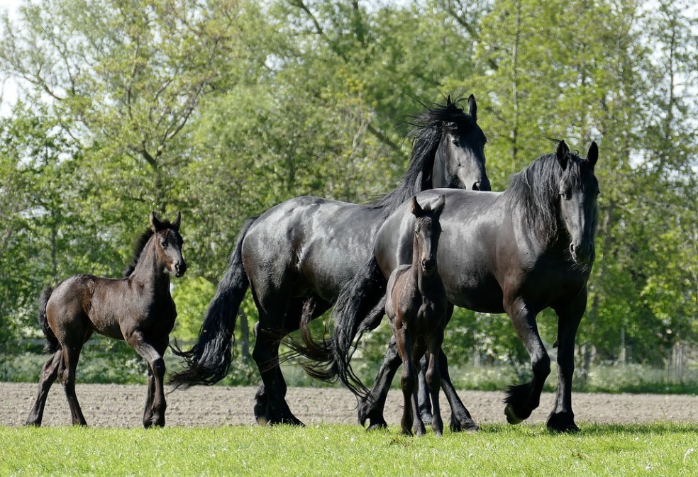 Elegant and Handsome Horse Breeds and Racing Stars