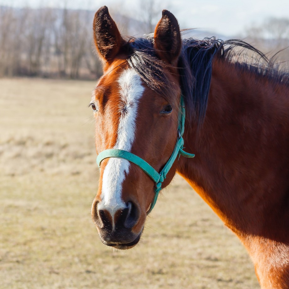 Horse health tips: common diseases and injuries in equines