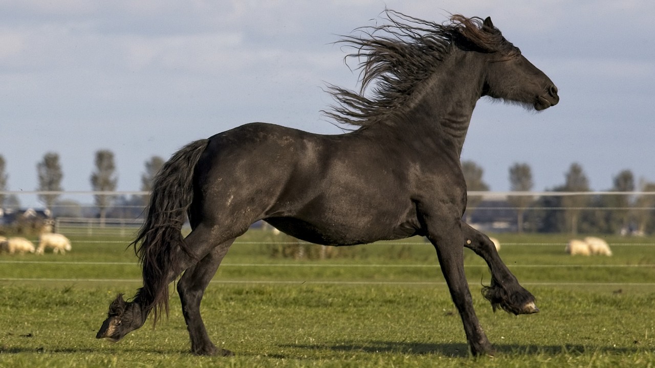 Why does my butt hurt and bounce during the canter?