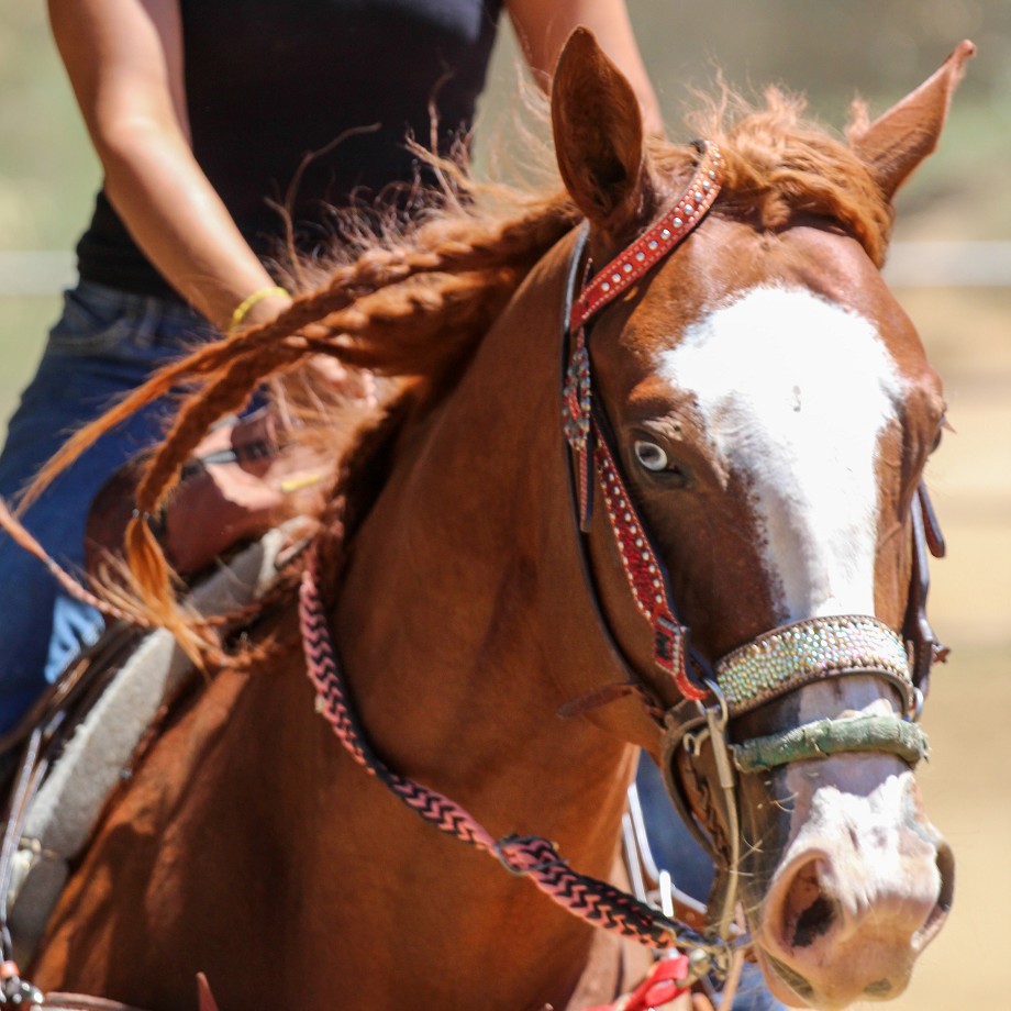 Understanding Horse Facial Markings and classifications