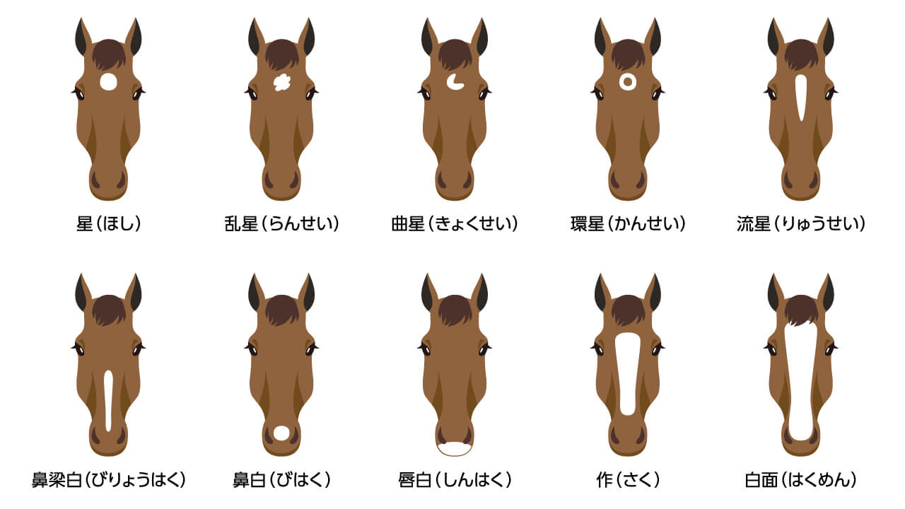 Understanding Horse Facial Markings and classifications