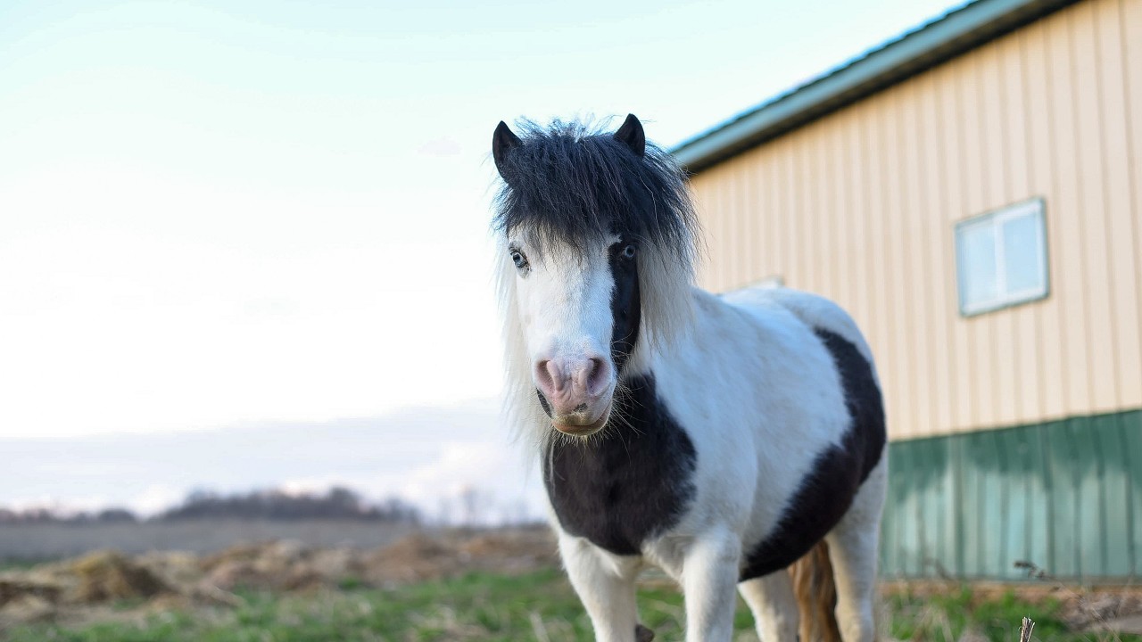 Fairy Tale Miniature Horse: The Adorable Falabella Breed