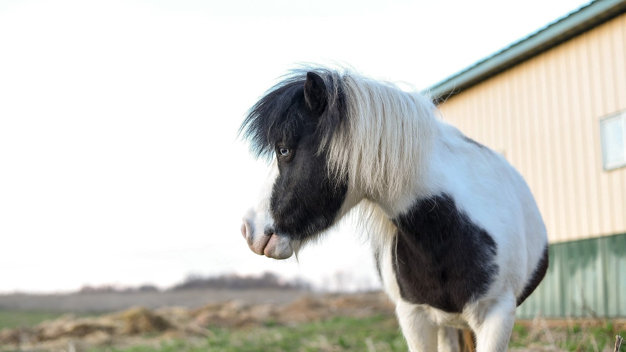Fairy Tale Miniature Horse: The Adorable Falabella Breed