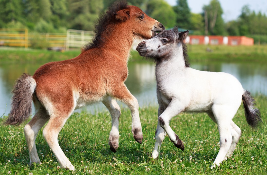 Fairy Tale Miniature Horse: The Adorable Falabella Breed