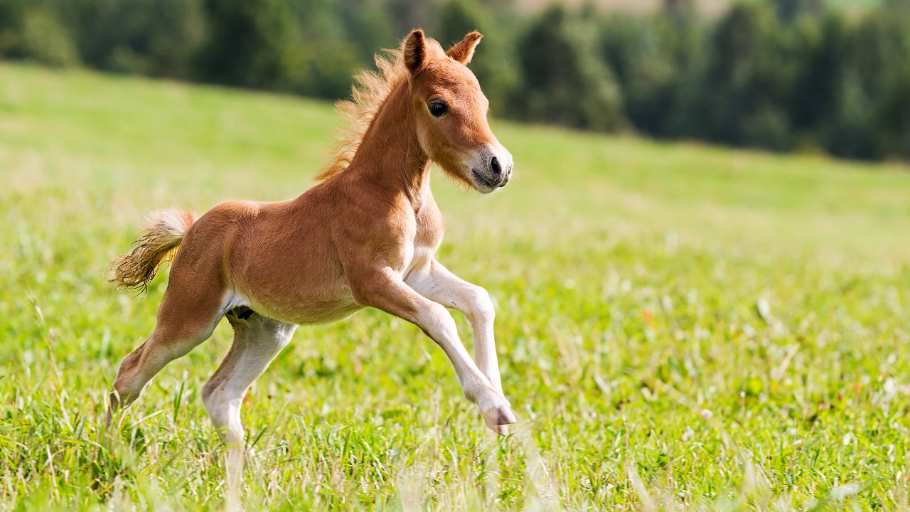 Fairy Tale Miniature Horse: The Adorable Falabella Breed